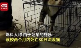 虐猫爆料贴吧最新消息,最新爆料揭示惊人内幕